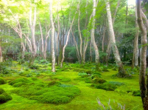 Bosque Japon